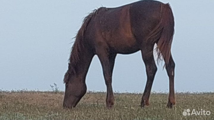 Кобыла с кобылкой