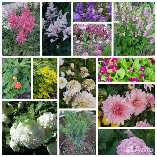 Многолетние цветы