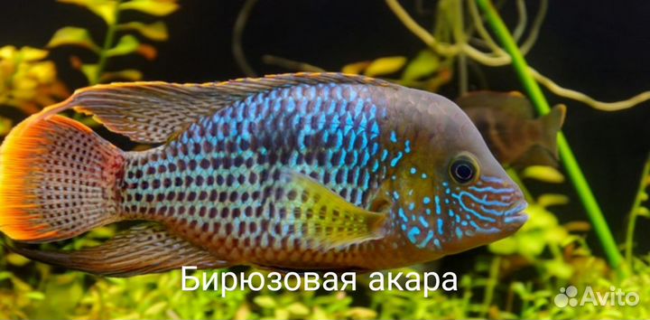Аквариумные рыбки