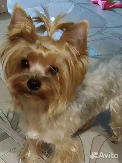 Щеночки йорка