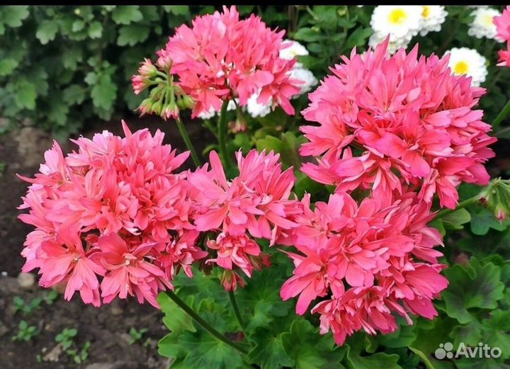 Пеларгония Ирида Морковкин Блюз, звездчатая