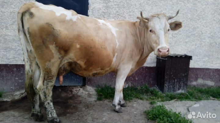 Корова дойная