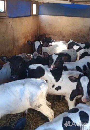 Телята бычки