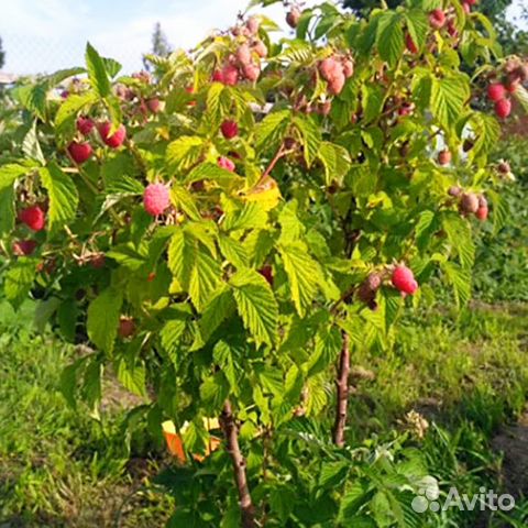 Продам саженцы малины таруса (малиновое дерево) купить в Старом Осколе ...