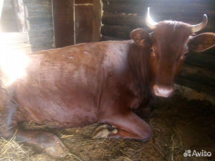 Корова красногорбатовская