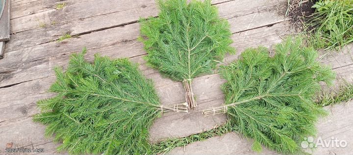Пихтовые веники