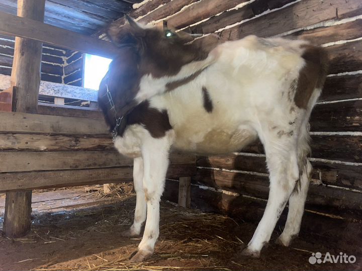 Телки 1,5 и 1,6