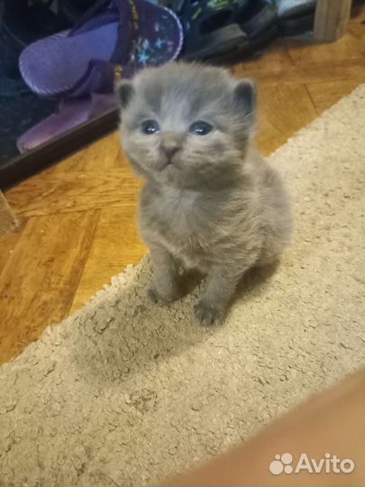 Котята отдам бесплатно