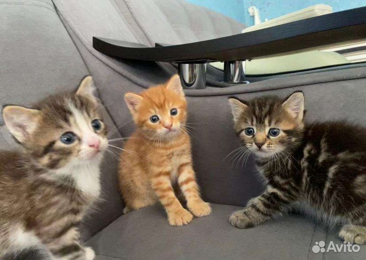 Отдам котят в добрые руки