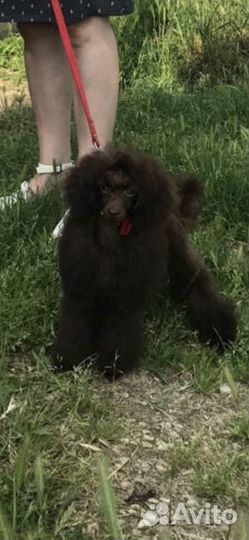 Той пудель мальчик