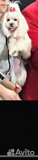 Щенки мальтезе