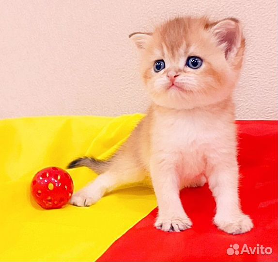 Шотландская малышня