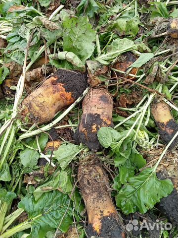 Кормовая свекла