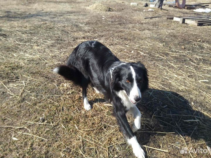 Щенки бордер колли