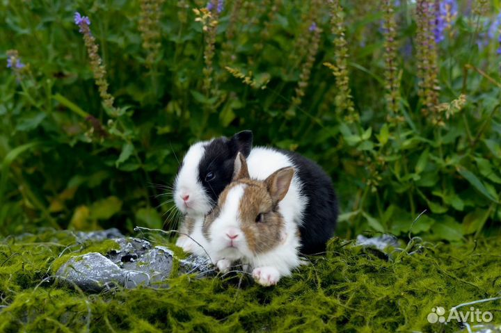 Ваш кролик у нас