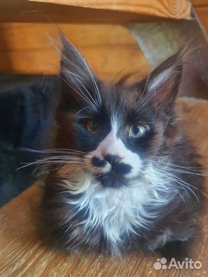 Полидакт Мейн Кун