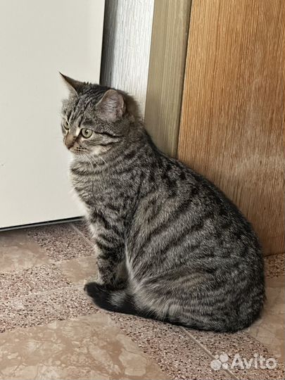 Они нереально умные Котята в добрейшие руки