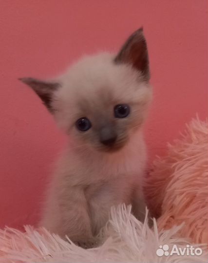 Тайские сиамские котята