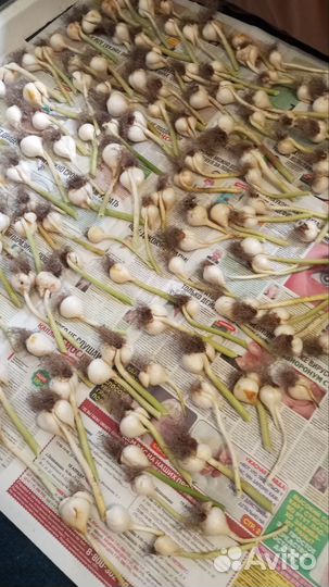 Луковицы Тюльпанов