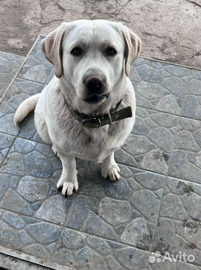 Кобель лабрадора вязка