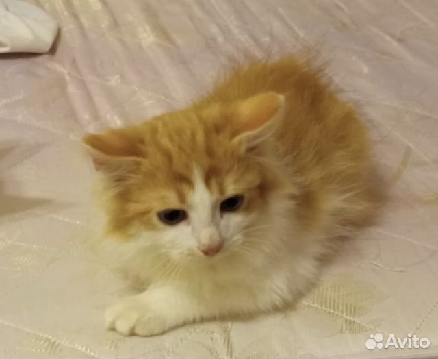 Персик- Пушок