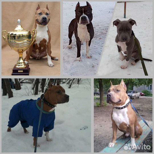 Передержка Собак и Дрессировка и Корм для Собак