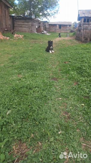 Щенки русско европейской лайки