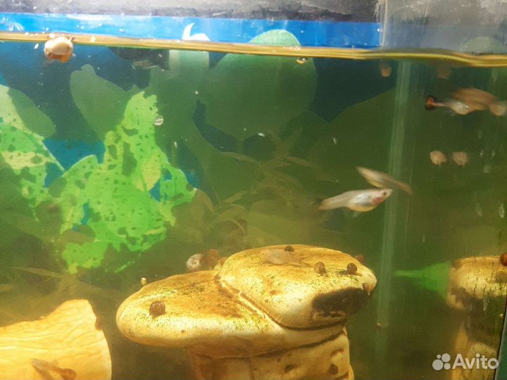 Аквариумные рыбки