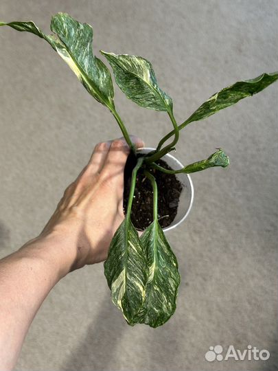 Спатифиллум gemini Джемени вариегатный