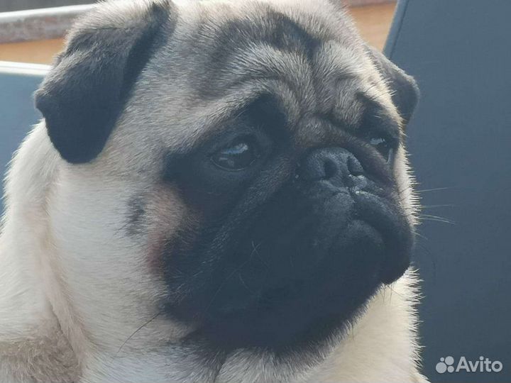 Щенки мопса