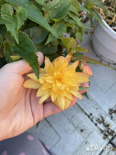 Бегония белекония