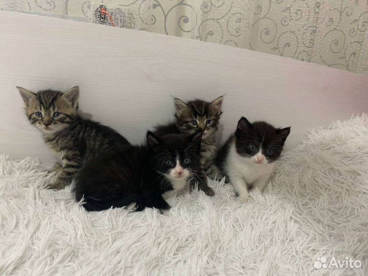 Отдам в добрые руки котят