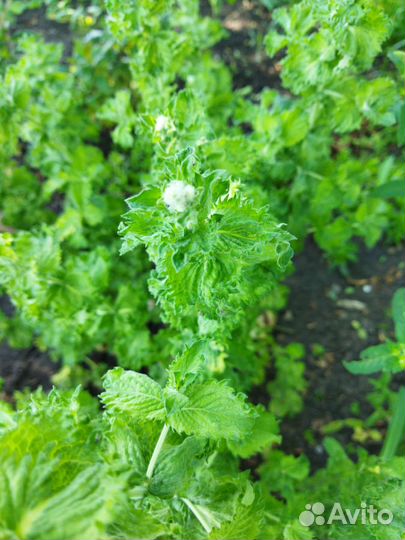 Мята сортовая