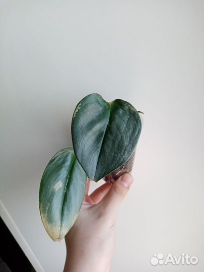 Сциндапсус