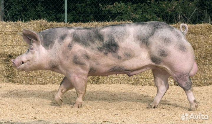 Семя хряка для начинающих и профи