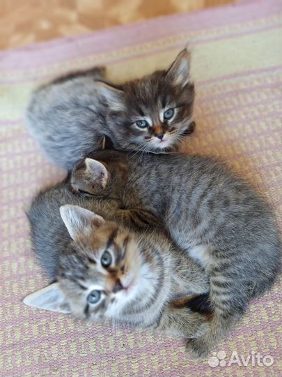 Котята сибирской кошки