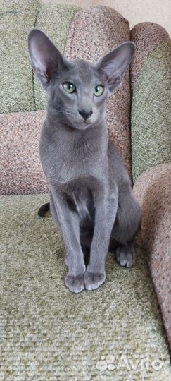 Ориентальный котик