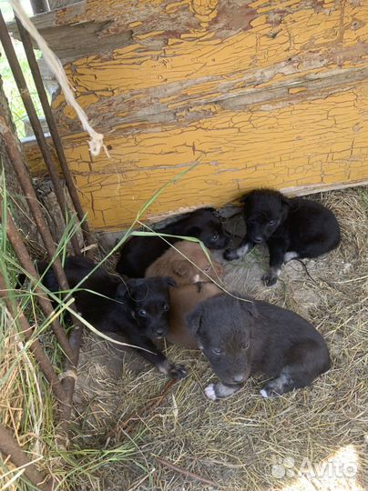 Австралийский келпи помеси