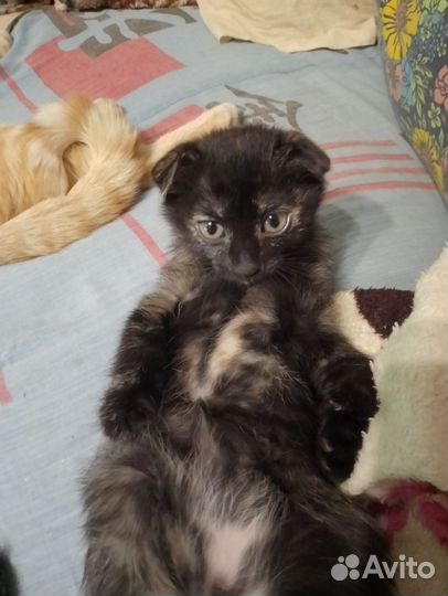 Кошка