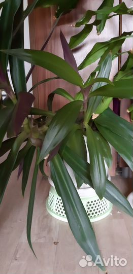 Традесканция Рео