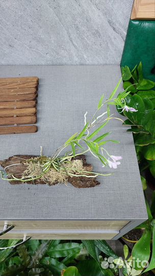 Миниорхидея Орстеделла