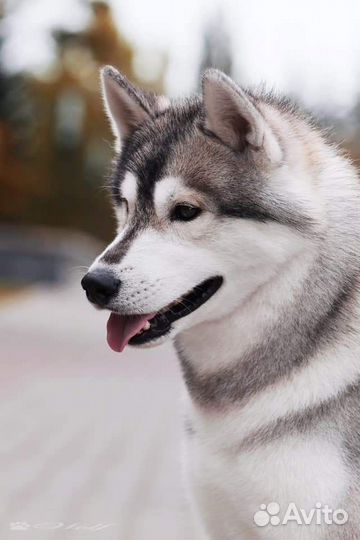 Сибирский Хаски