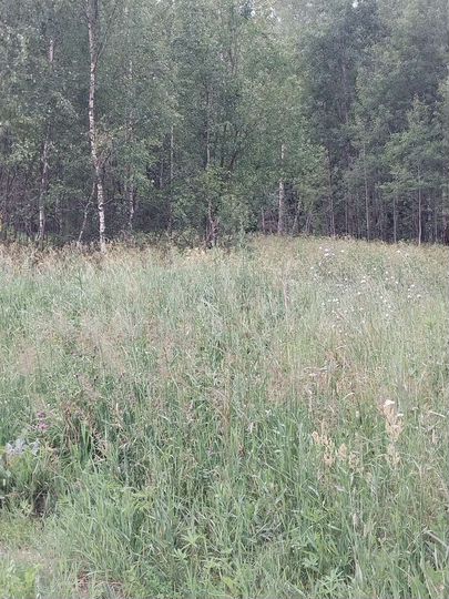 Участок 9 сот. (ИЖС)