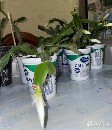 Декабрист шлюмбергера