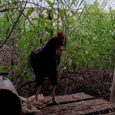 Продам петухов