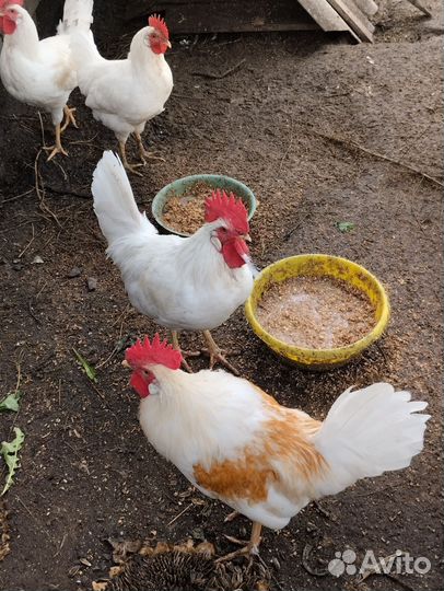 Петушки домашние леггорн белый