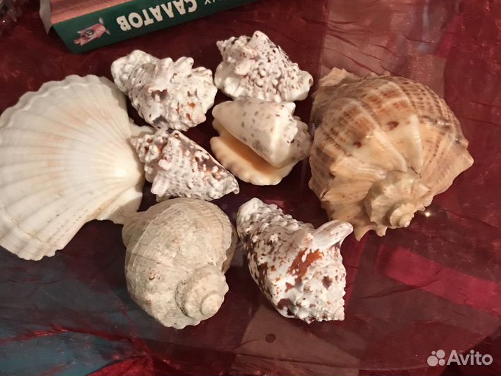 Морские ракушки раковины