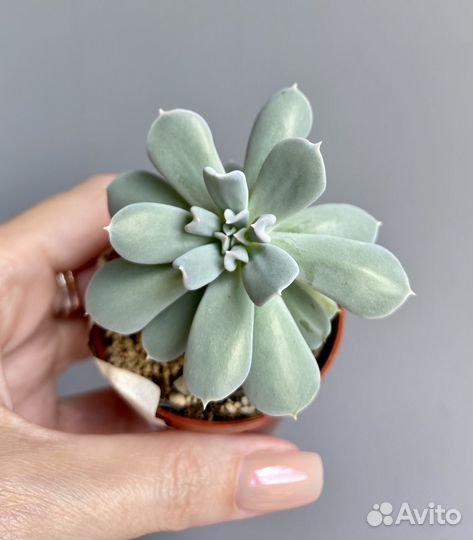 Суккуленты