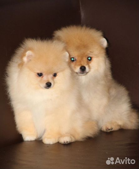 Шпиц мальчик и девочка