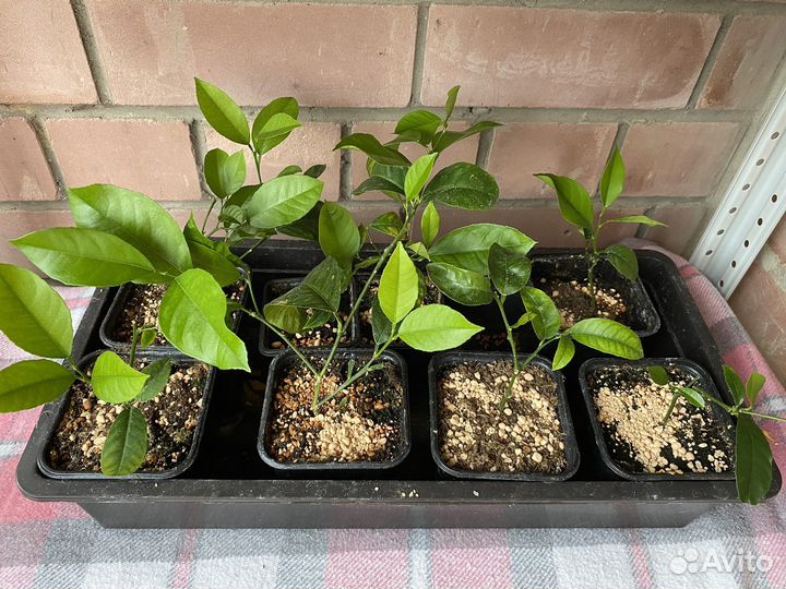 Лимон Мейера